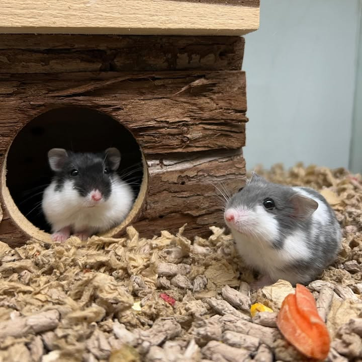 Camillas Dyrecenter byder velkommen til panda dværghamstere og et stort udvalg af gnavere