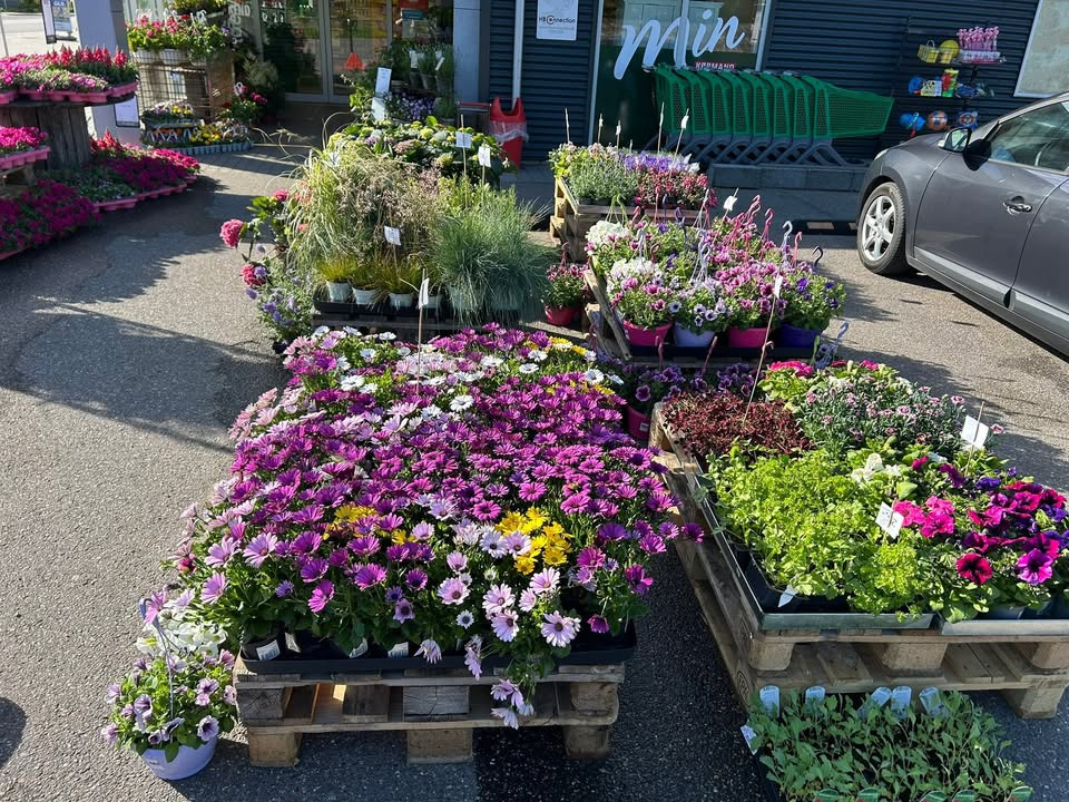 Min Købmand i Asp inviterer til kæmpe blomstermarked for mors dag
