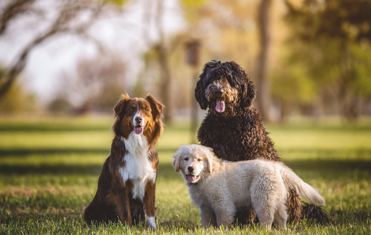 Vær med til at fejre menneskets bedste ven