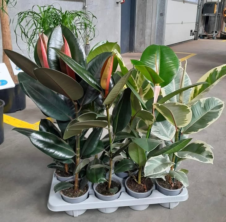 Meny Gl. Skagensvej tilbyder Ficus Elastica til under halv pris i dag