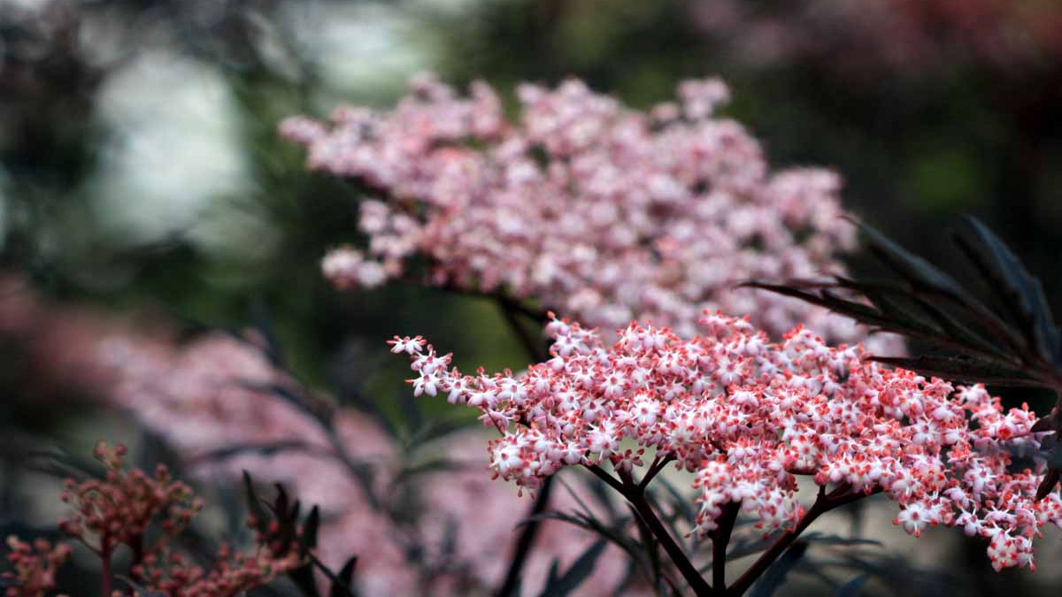 Rødbladet hyld på tilbud hos Midtjysk Gartnerhal: "Fantastisk tilføjelse til enhver have"