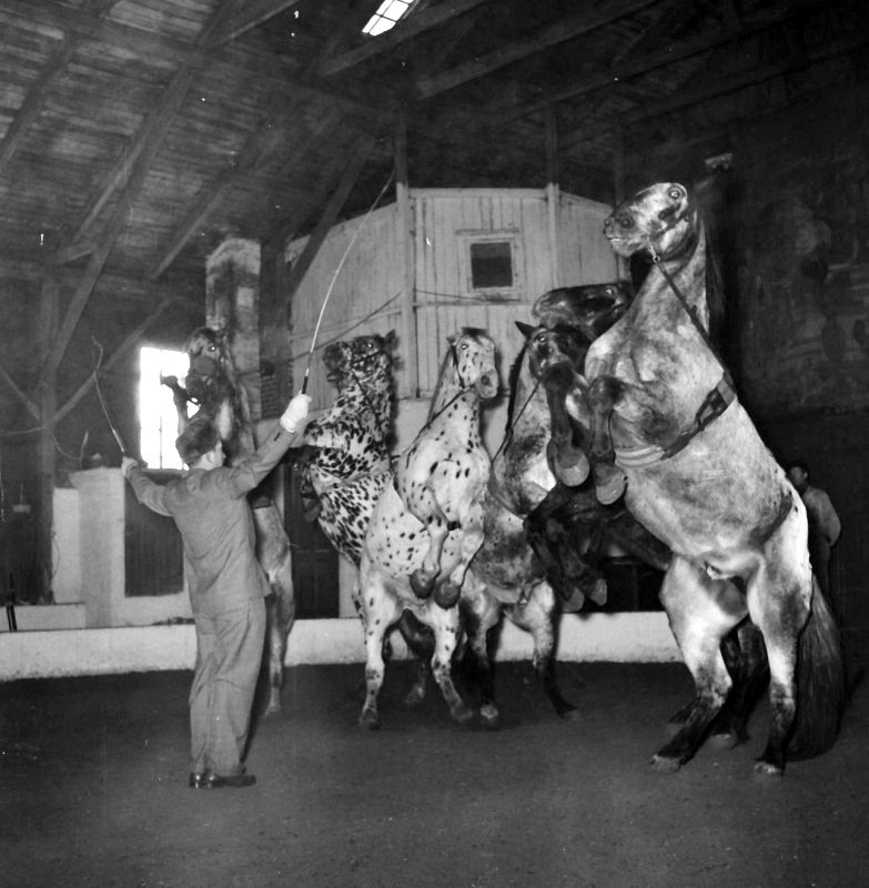 Tag på historisk aftenvandring i Cirkus Miehes fodspor