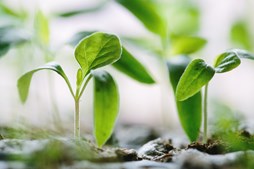 Oplev biodiversitet formidlet gennem kunst på Centralhotellet
