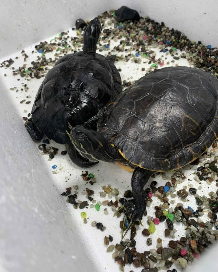 Vodskov Dyreklinik v/Thorstein Arnason forkæler stjerneskildpadder med spa-dag