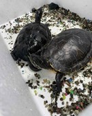 Vodskov Dyreklinik v/Thorstein Arnason forkæler stjerneskildpadder med spa-dag