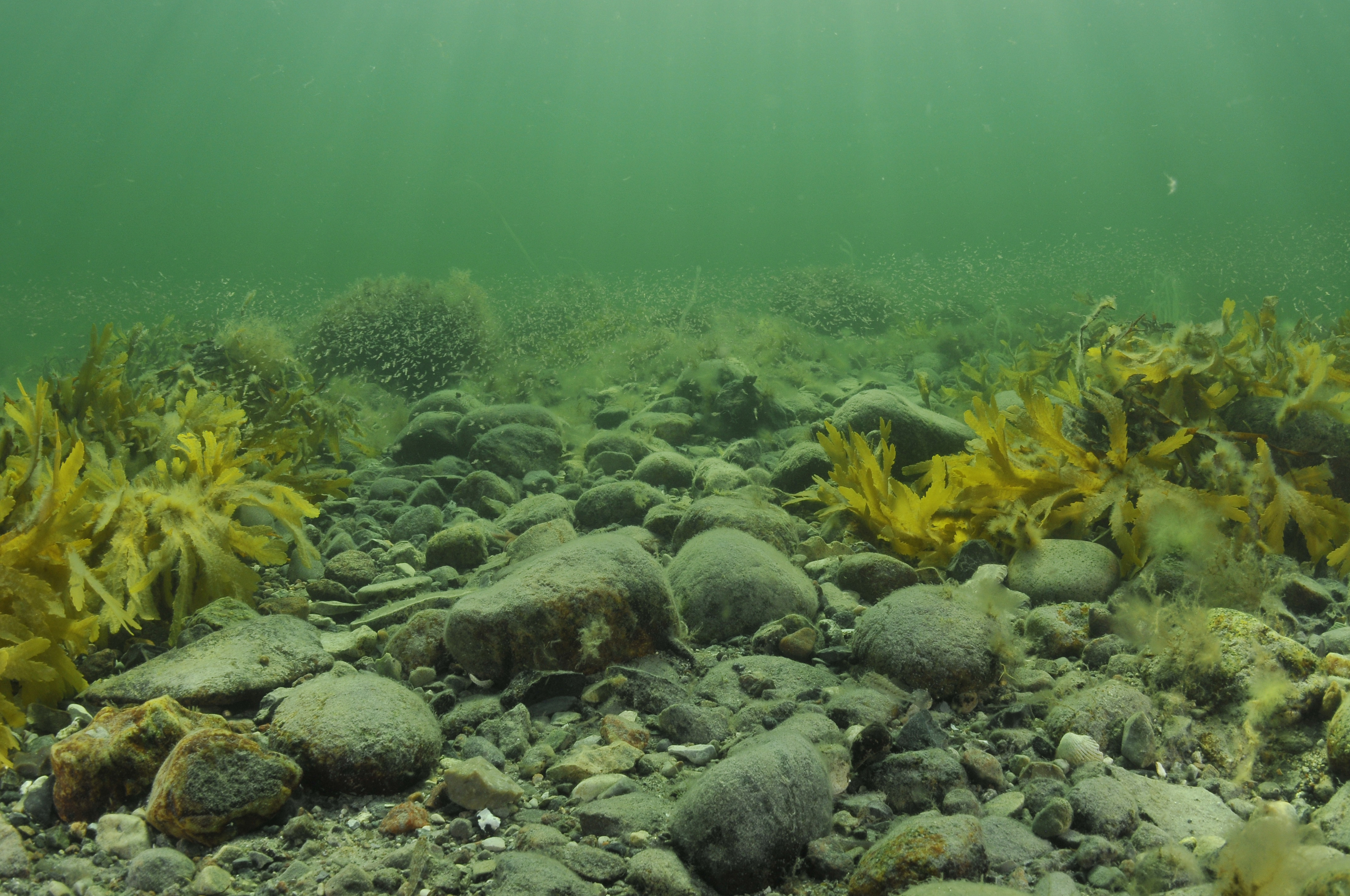 Fascinerende foredrag om stenrev og havets biodiversitet