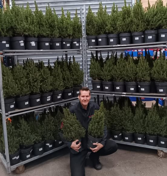 Meny Aabybro tilbyder super billige picea glauca conica træer