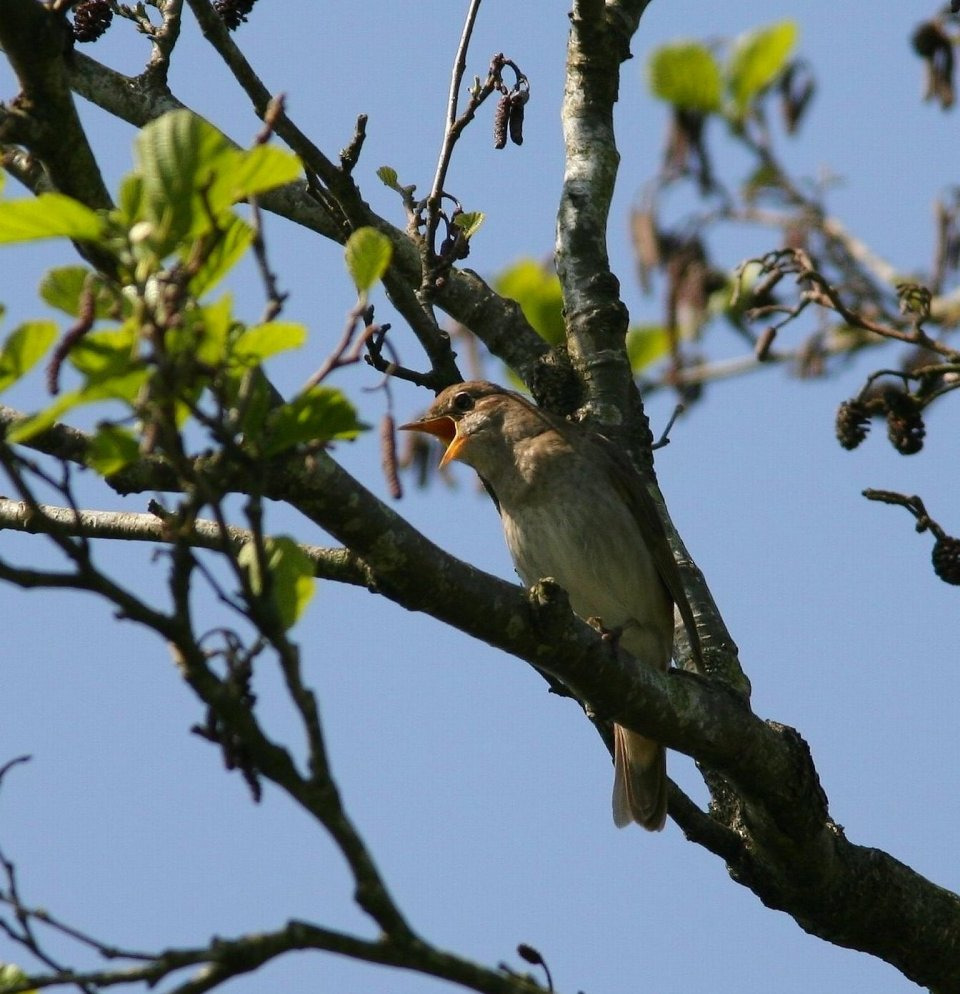 Oplev mestersangeren fra Afrika ved Haraldsted Søbad