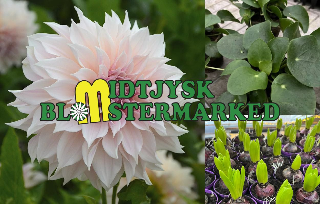 Find fantastiske ja tak tilbud hos Midtjysk Blomstermarked