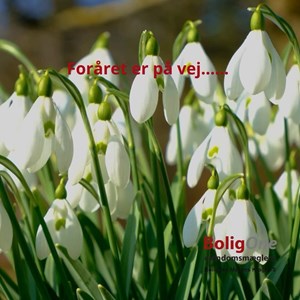 Opslagsbillede