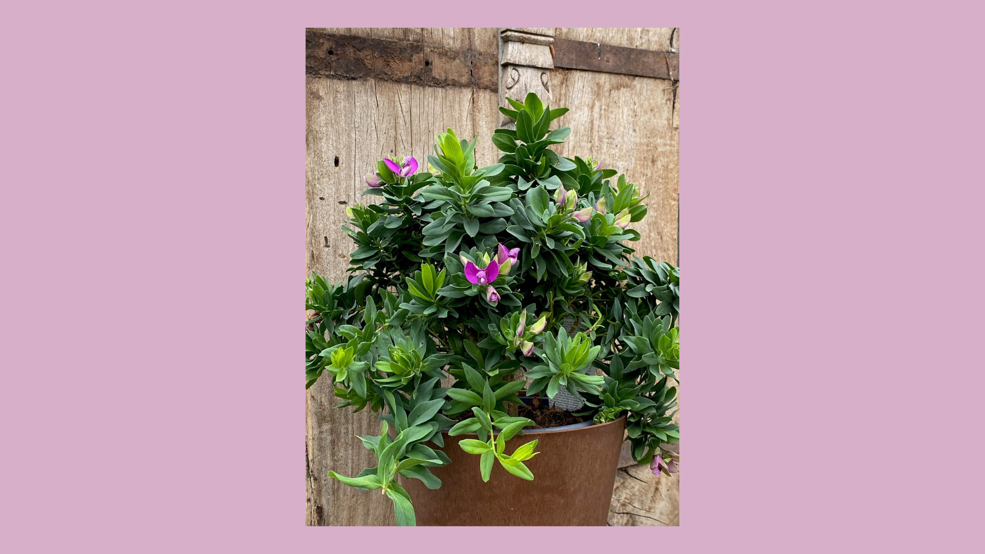 Skal du have farverige mælkeurter i haven? Så er det nu!