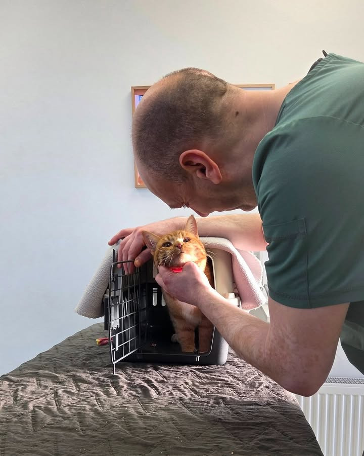 Dyrehospitalet Heden informerer om travlhed og takker for forståelse fra dyreejere