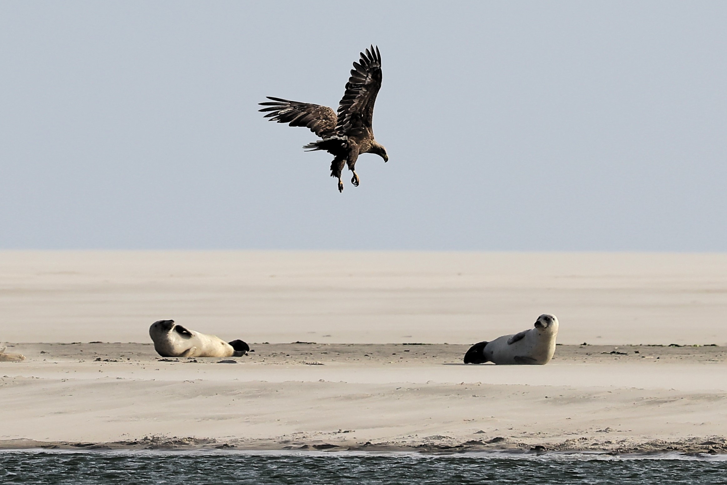 Oplev sælsafari på Fanø i december