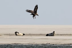 Tag på sælsafari ved Sønderho strand