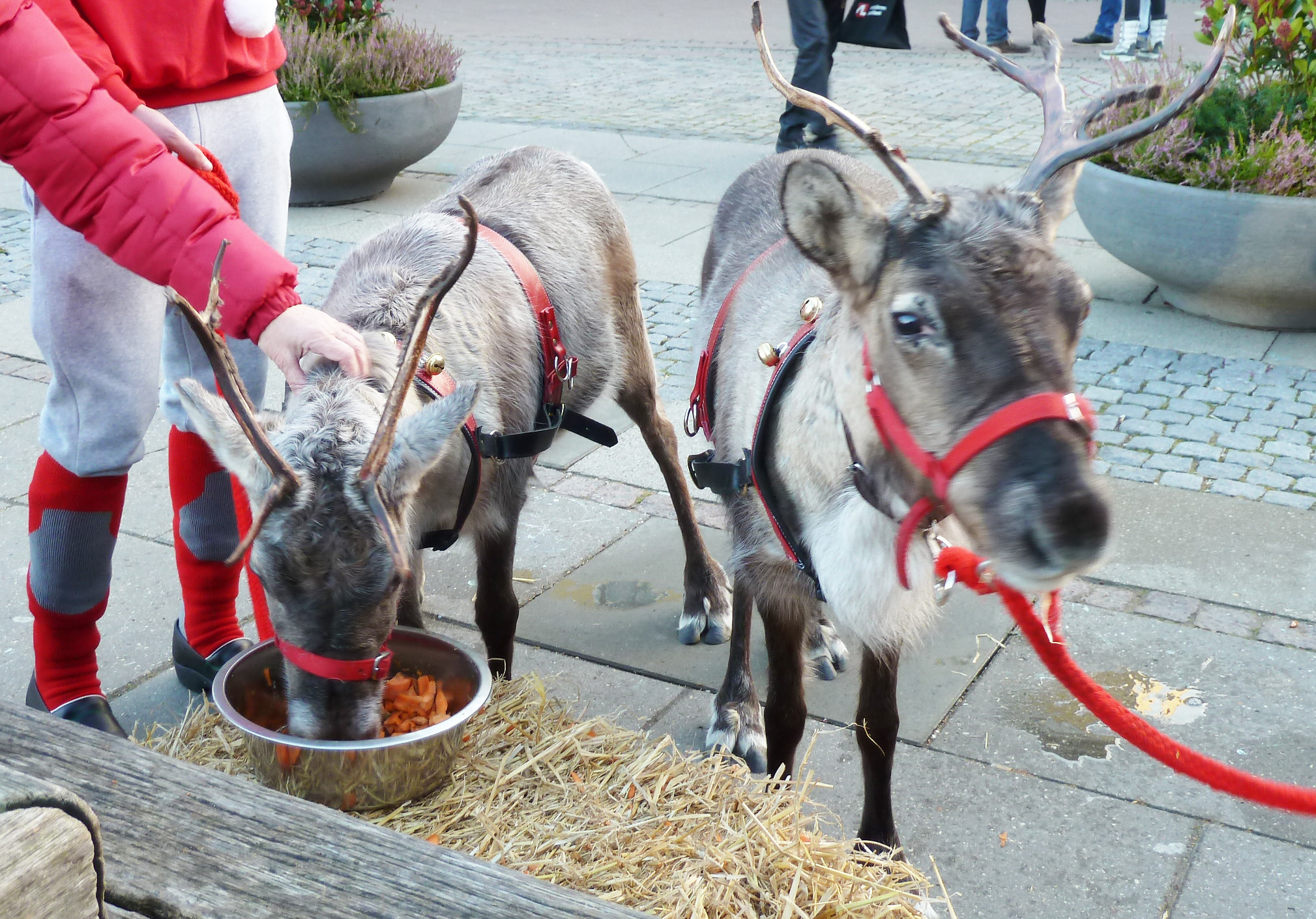 Juletræstænding i Oplevelsescenter Nyvang