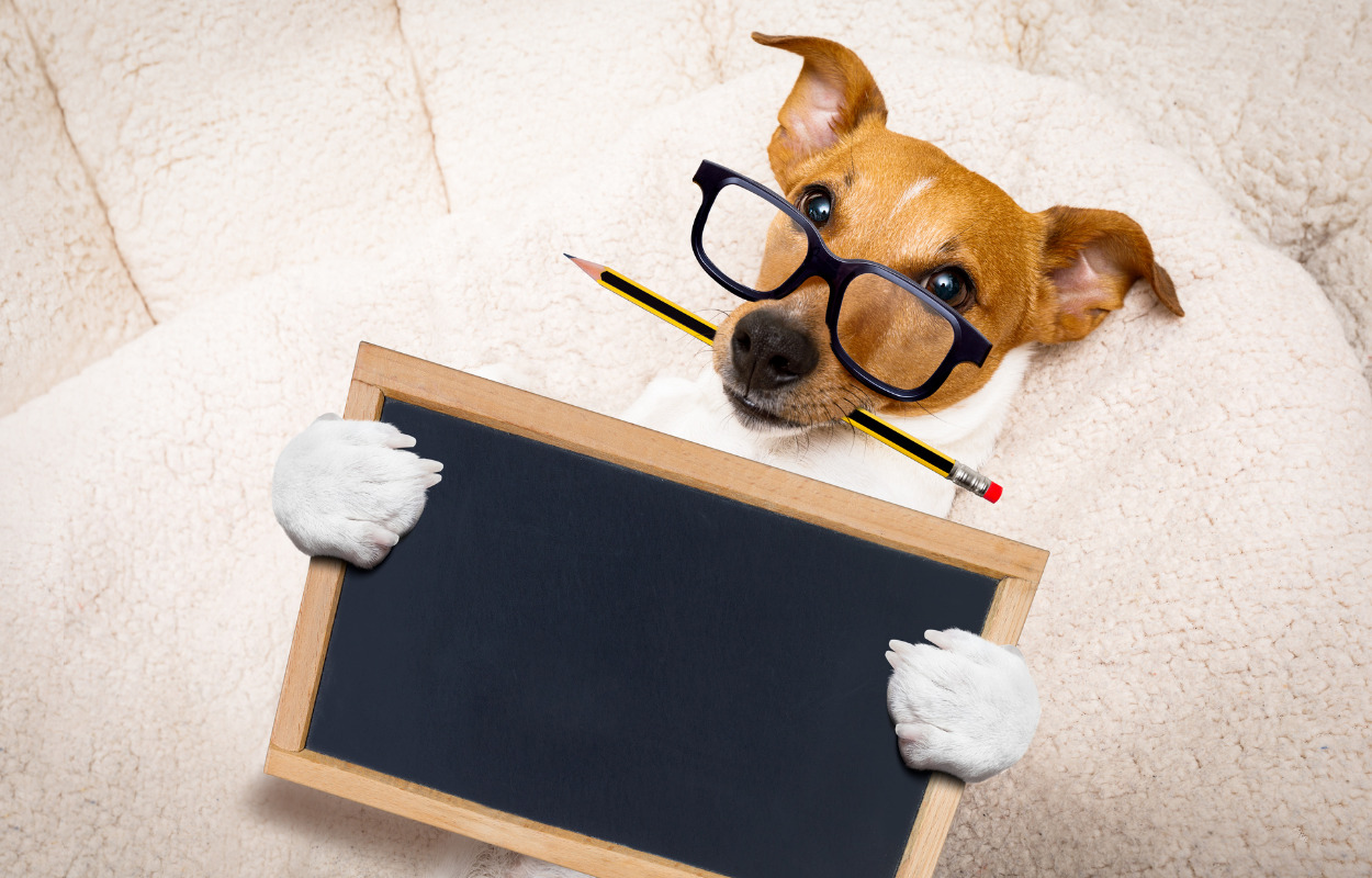 Hunden Catch hjælper med læselysten på Søndervangskolen