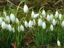 Litterære forårsvandringer i Gentofte
