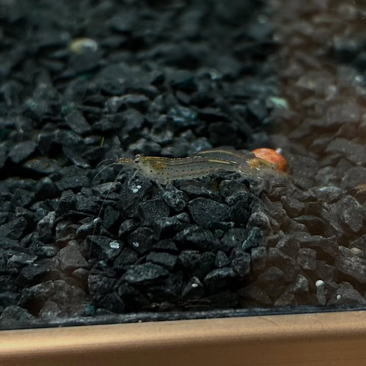 Camillas Dyrecenter annoncerer tilbagekomst af amanorejer og nyt fiskelager