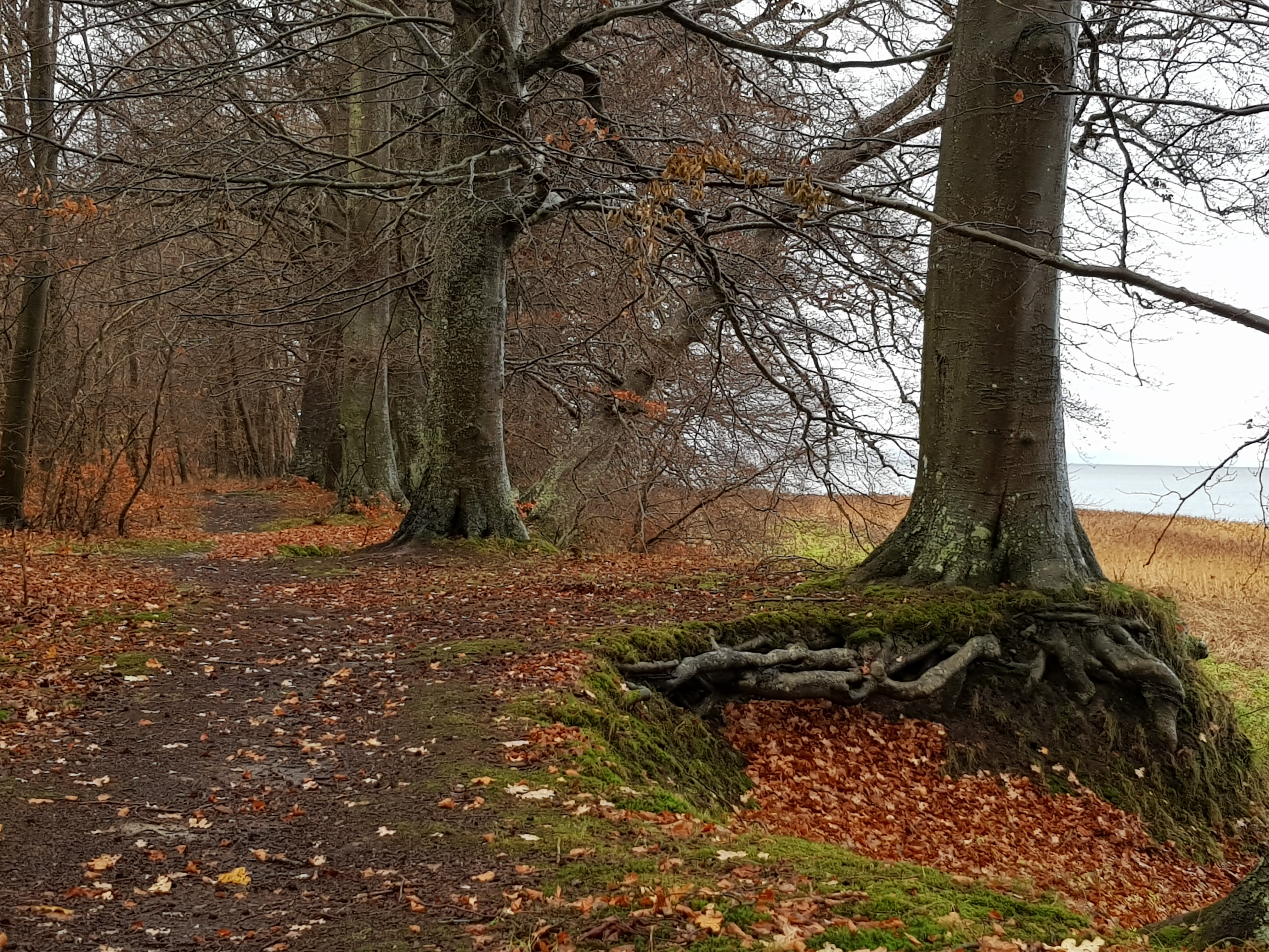 Oplev Jungshovedhalvøens kystskov på guidet vandretur