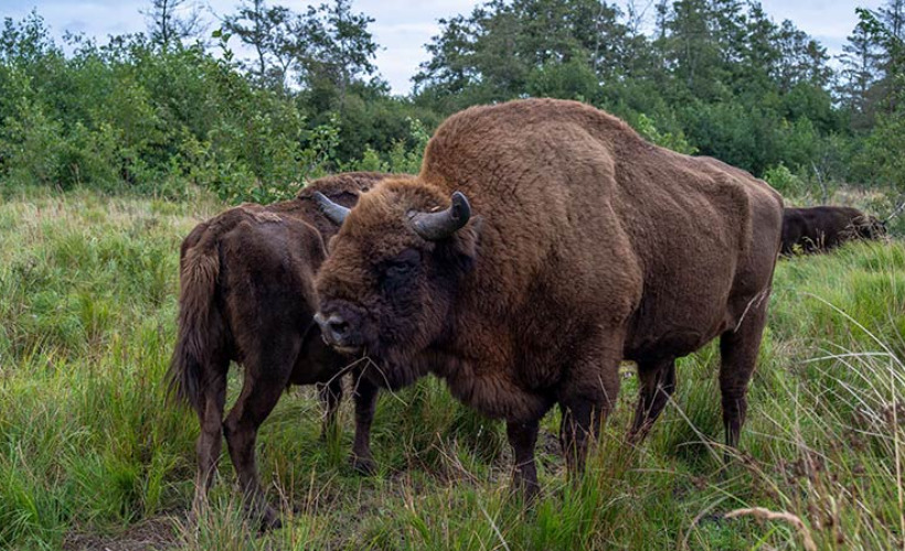 Oplev naturens vidundere i Øster Hurup