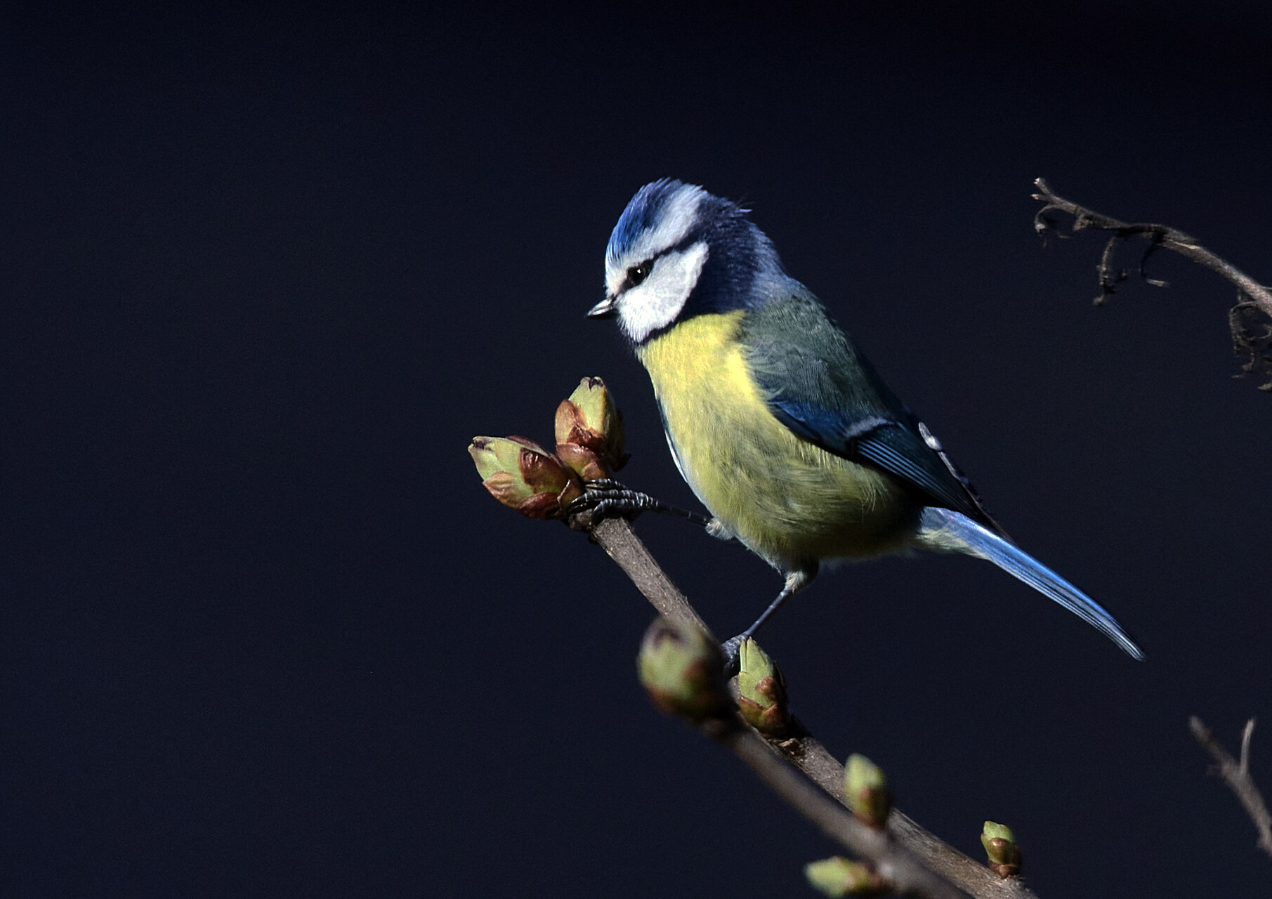 Oplev fuglelivet i Vaserne: Fugletur med Fugleværnsfonden
