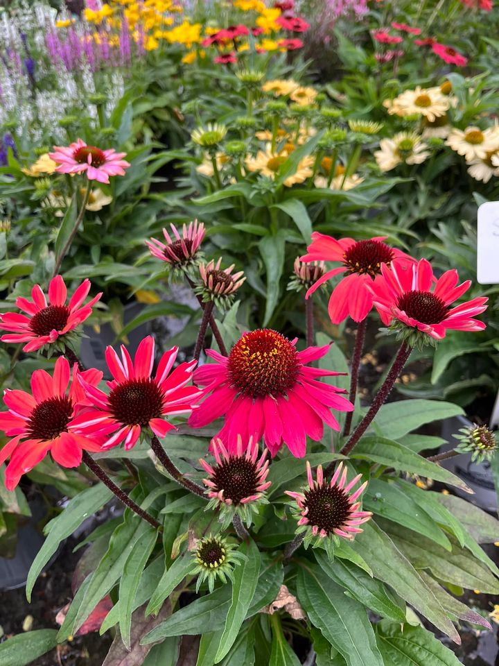 En finger på pulsen i Horsens