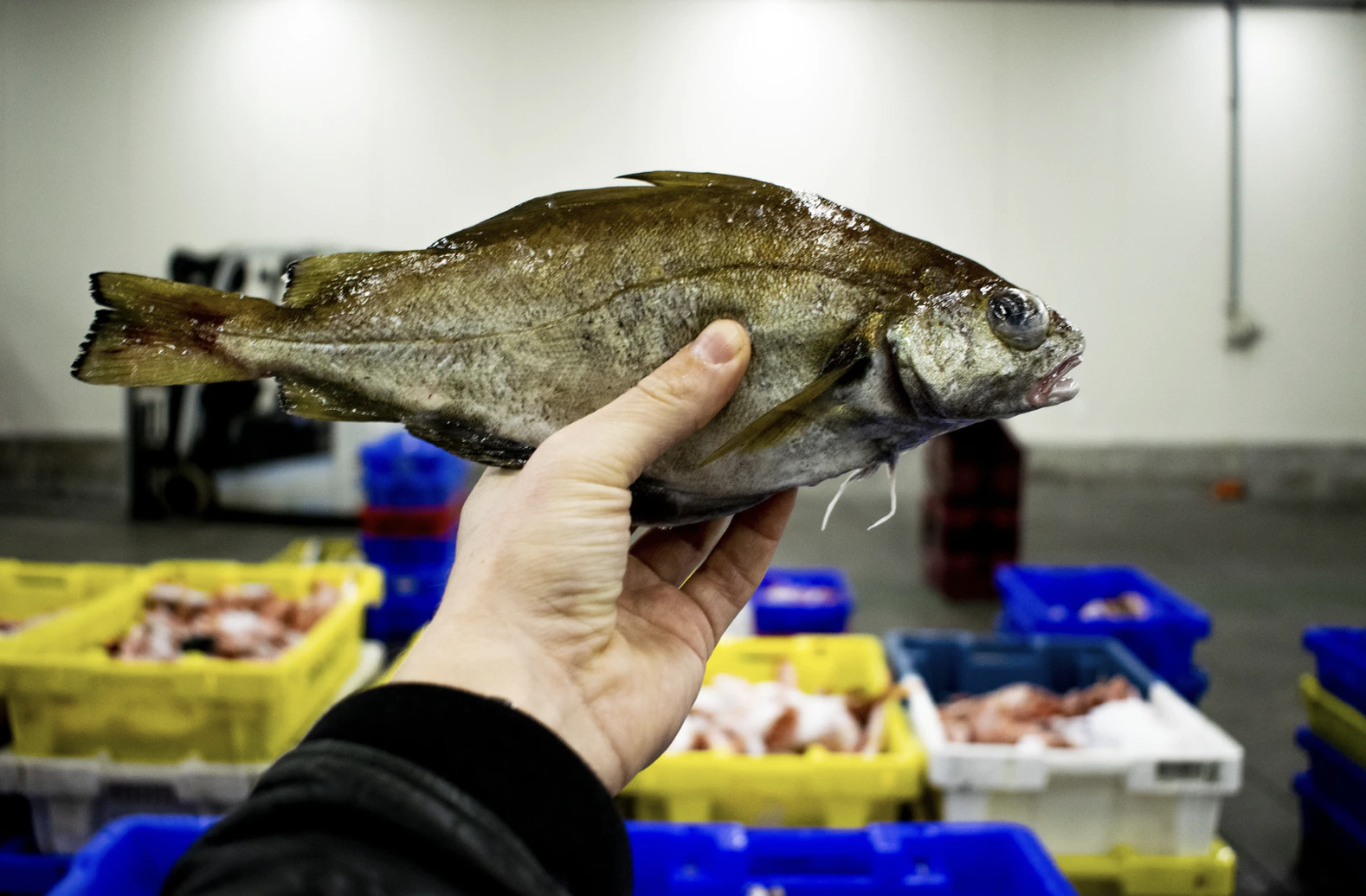Tag på guidet fiskeauktion i Hirtshals