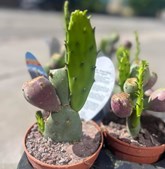 Vestergades Blomster ApS præsenterer dekorative figenkaktus med spiselige frugter