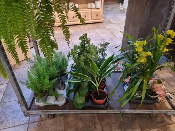 Fynbogården Blomster ApS rydder op og tilbyder planter til spotpriser