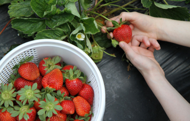 Her er tre gode pluk-selv jordbærsteder i Midtjylland 