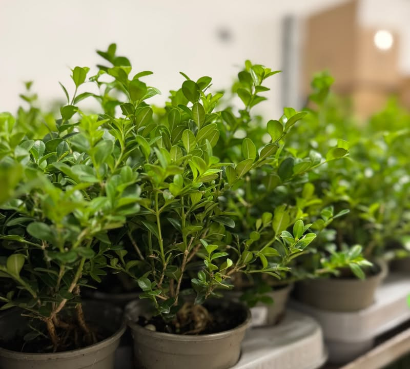 Meny Klarup tilbyder kraftige buxbomplanter til særpris