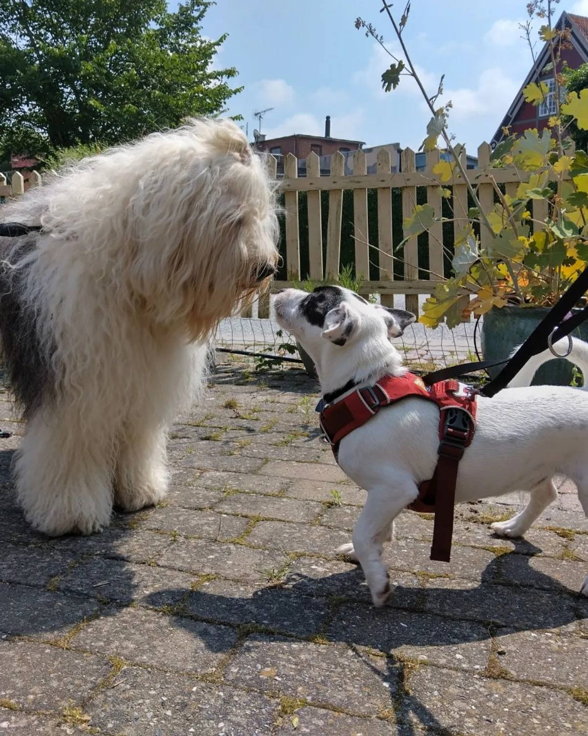 Café for hunde og ejere åbner i Samsø