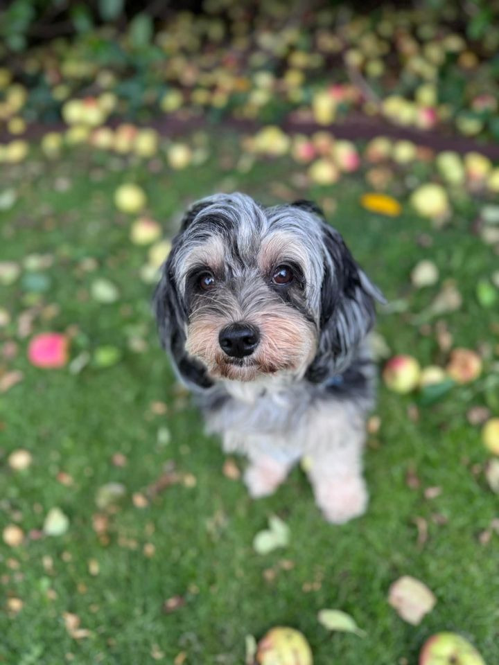 Dyrehospitalet Heden ApS: Pas på nedfaldsfrugter – de kan være farlige for din hund