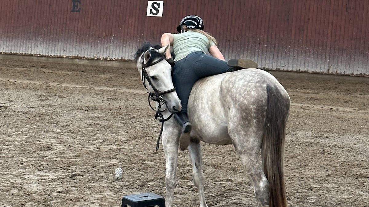 Kommunikation med heste: En aften med Anne på Randbøl Dressage Academy