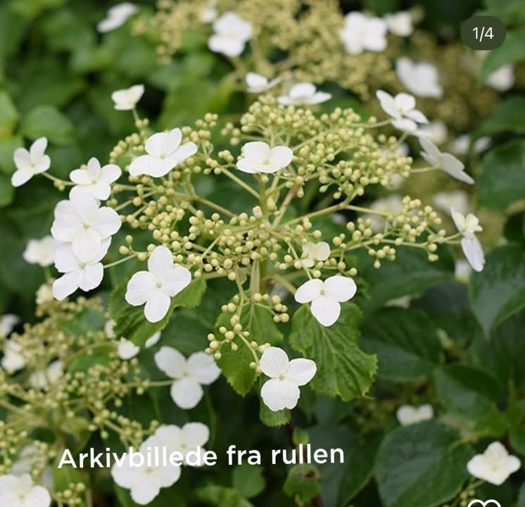 MENY Gl. Skagensvej tilbyder klatrehortensia til specialpris