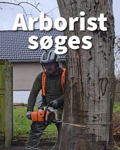 Djurslands Træfældning søger arborist til træfældning og træpleje