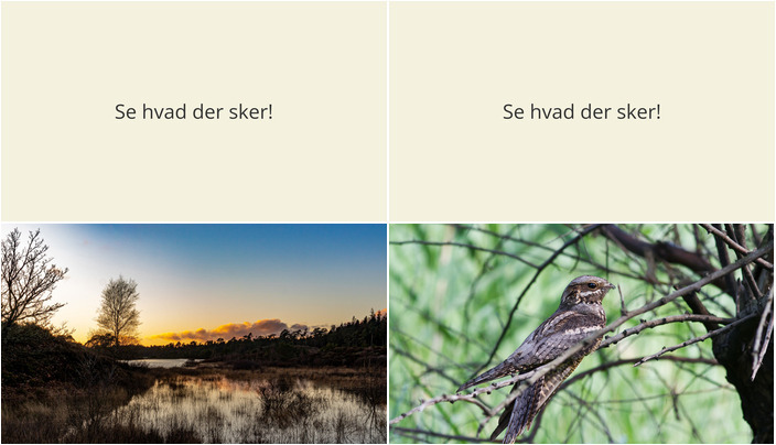 Oplev Nattens Mystik i Randbøl: Sene Aftenture med Natteravne