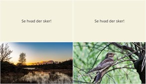 Oplev Nattens Mystik i Randbøl: Sene Aftenture med Natteravne