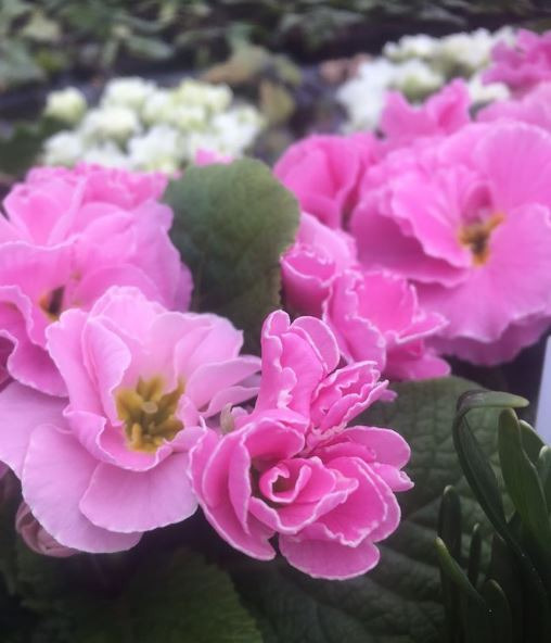 Oplev efterårets blomsterpragt hos Gartneriet Pedersen