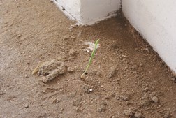 Byg med lermørtel: Et unikt kursus i Nykøbing Sj