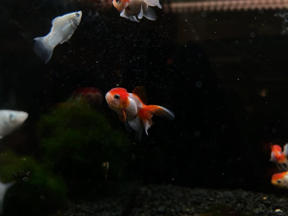 Camillas Dyrecenter byder på nye akvariefisk i sortimentet