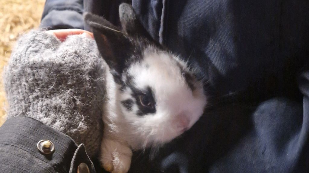 Vintermorgenfodring i Dyrehaven Engholm