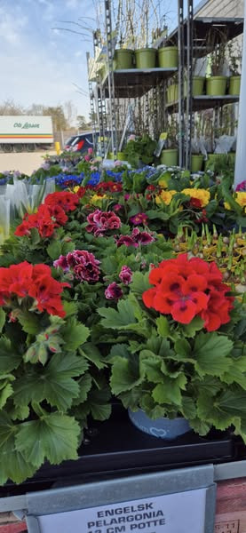 Foråret blomstrer hos REMA 1000 Slots Bjergby: Besøg os for et stort udvalg til haven