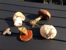 Tag på svampetur med naturvejlederen i Annebjerg Skov