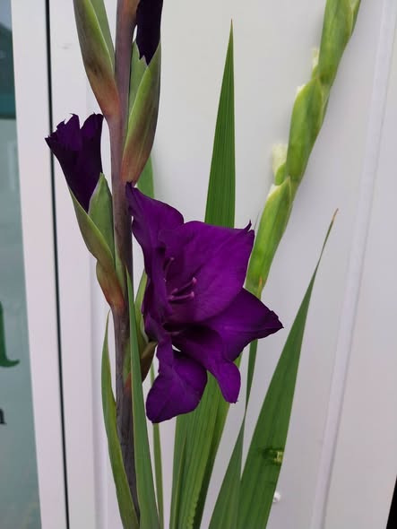 Tulipa Blomster & Havedesign har fået gladiolus hjem til 65 kr. bundtet