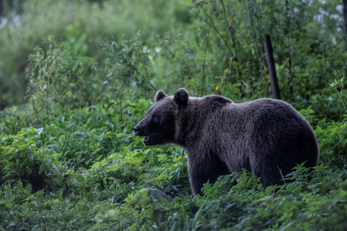 Hyggelige temaaftener på Holberggaard: Oplev Det vilde Estland
