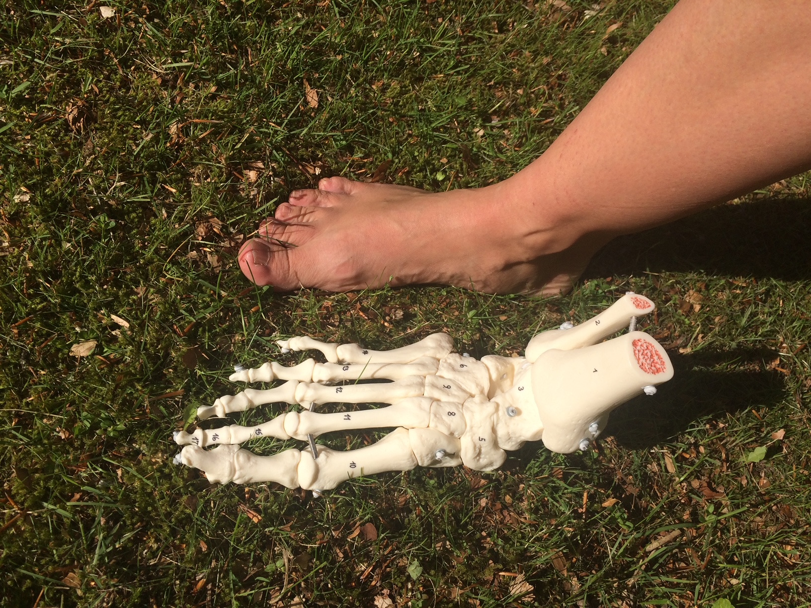 Foredrag om føddernes betydning med Lisbeth Bundgaard