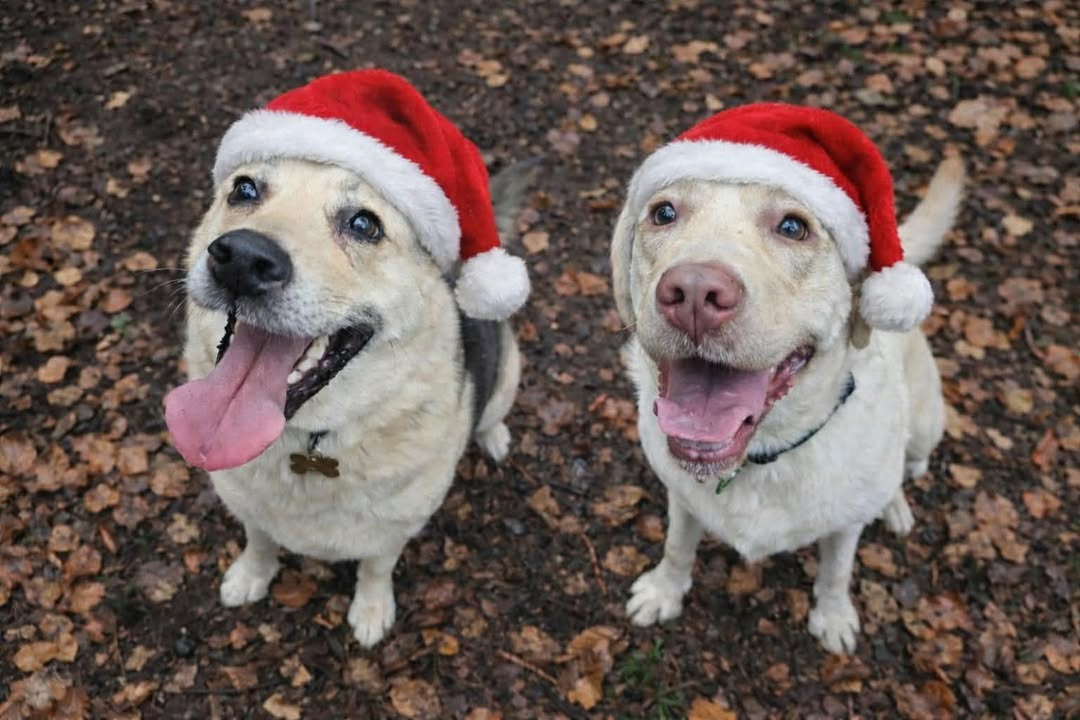 BC Auto ser tilbage på et travlt år og ønsker glædelig jul og godt nytår