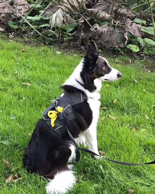AniCura Dyrehospitalet City Syd opfordrer til at holde afstand til hunde med gul sløjfe