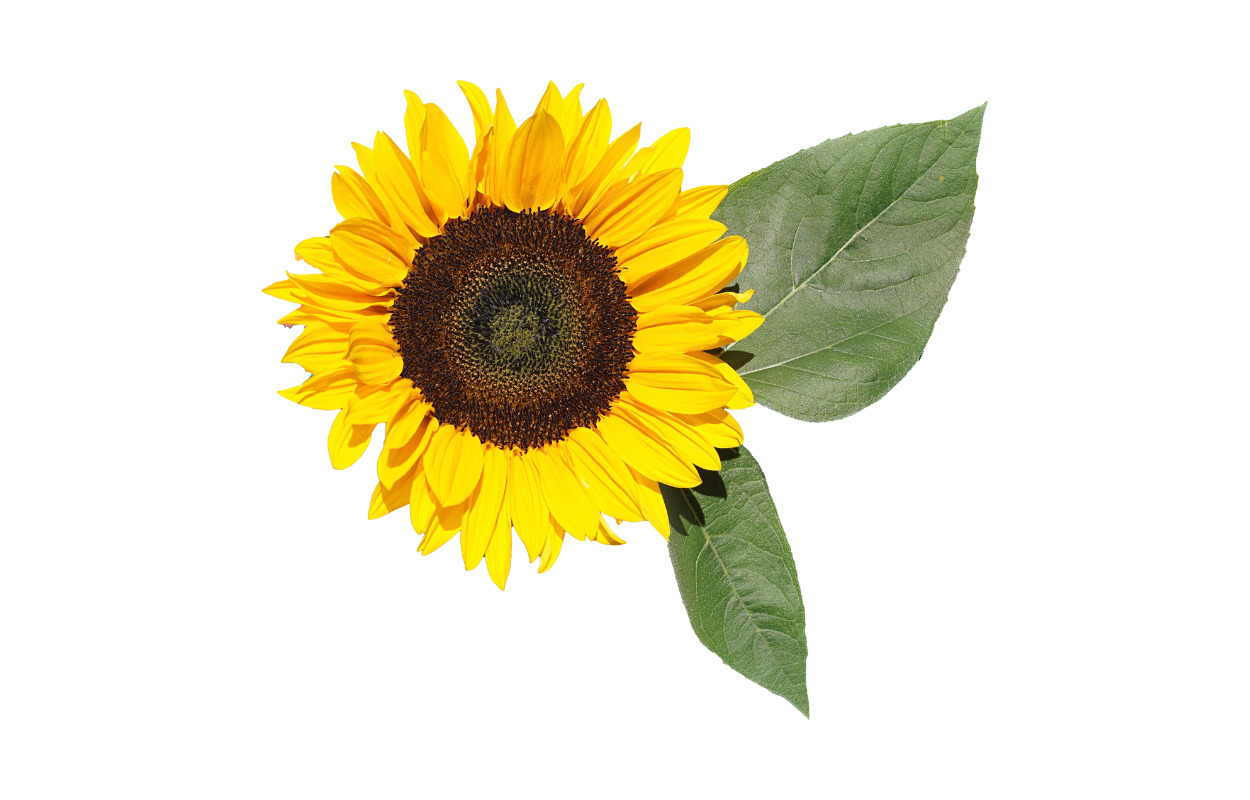 Solsikken skal hjælpe dem med et usynligt handicap